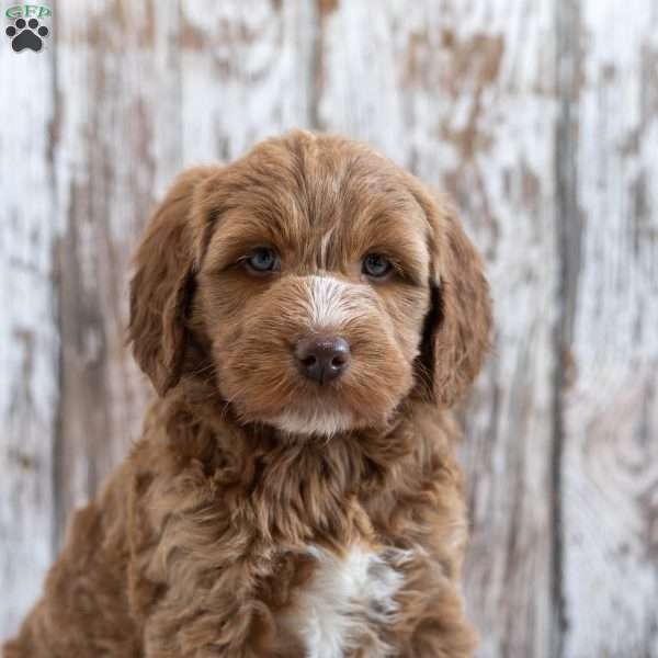 Isabella, Mini Goldendoodle Puppy